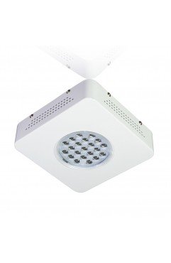 CF-GL-SUNFLOWER 60W
